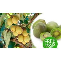 1 Hardy Kiwi Berry Plant with Free P&P