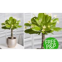 1 Unit Hawaii Palm Plant