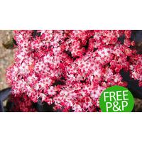 1 Set Hardy Sambucus Black Tower