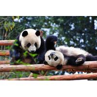 10-Day Best of China with Pandas Private Tour: Beijing, Xian, Chengdu and Shanghai