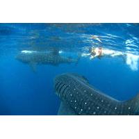 10-Day Wildlife Adventure Tour from Cancun