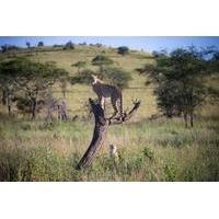 10-Day Serengeti Wildebeest Migration Safari from Arusha