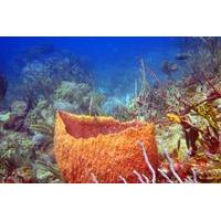 10-Day, 16-Dive Scuba Tour in Grenada
