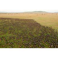 10 day great wildebeest migration safari guided tour through tanzania