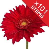 101 classic red gerberas