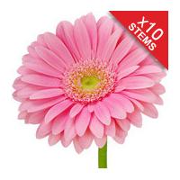 10 classic pink gerberas