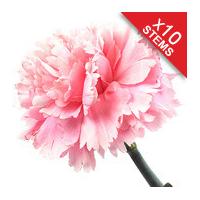 10 classic pink carnations