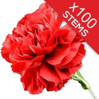 100 Classic RED Carnations