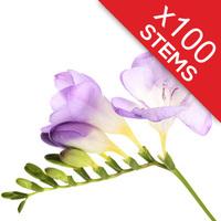 100 classic lilac freesias