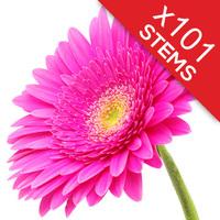 101 classic cerise pink gerberas