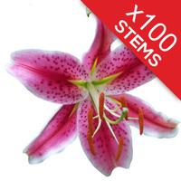 100 Classic Pink Lilies
