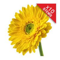 10 classic yellow gerberas