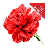 10 Classic RED Carnations