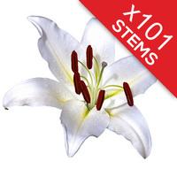 101 Classic White Lilies