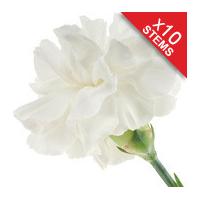 10 Classic White Carnations
