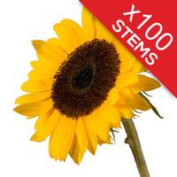 100 Classic Sunflowers