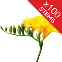 100 Classic Yellow Freesias