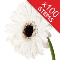 100 Classic White Gerberas