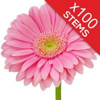 100 Classic Pink Gerberas