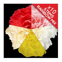 10 Classic Mixed Carnations