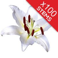 100 Classic White Lilies