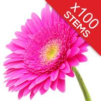 100 Classic CERISE Pink Gerberas