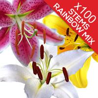 100 Classic Mixed Lilies