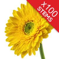 100 Classic Yellow Gerberas