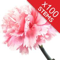 100 Classic Pink Carnations