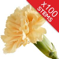 100 Classic Peach Carnations