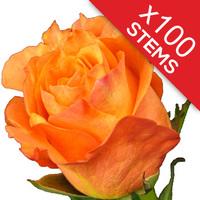 100 orange roses