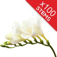 100 Classic White Freesias