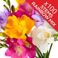 100 Classic Mixed Freesias