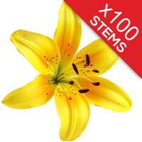 100 Classic Yellow Lilies