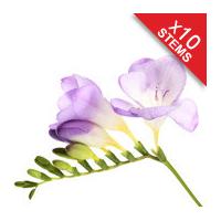 10 classic lilac freesias