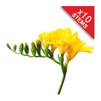 10 Classic Yellow Freesias