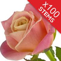 100 Peach Roses