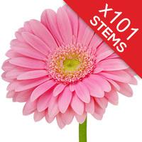 101 Classic Pink Gerberas