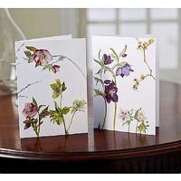 10 Blackadder Hellebores Cards