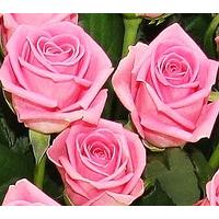 100 Long Stem Pink Roses