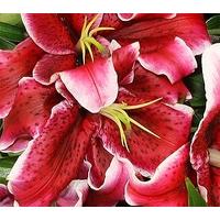 10 large pink lilies