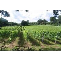 10 instead of 20 for a two hour vineyard tour for one person including ...