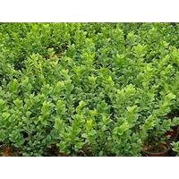 100 common box buxus sempervirens plants 15 20cm tall