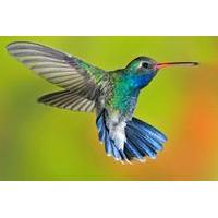 11-Day Birdwatching Tour from Ca...