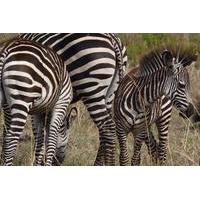 11-Day Safari Adventure in Southern Tanzania