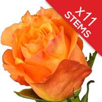 11 Orange Roses