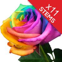 11 Happy Roses