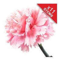 11 Classic Pink Carnations