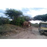 12 days Kenya and Tanzania Safari from Nairobi