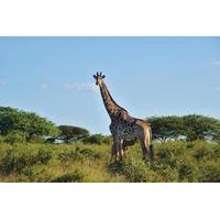 12-Day Highlights of the Cape and KwaZulu Natal Tour from Cape Town